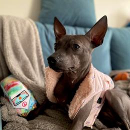 American Hairless Terriers from OakSahara