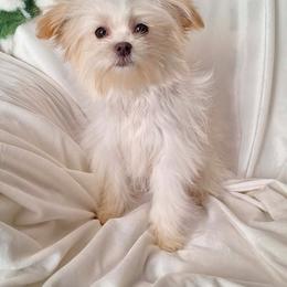 Caspian - White male Mi-Ki puppy in Toronto, Ohio from Shekinah’s Mi-Kis & Cricket Hill’s Westies