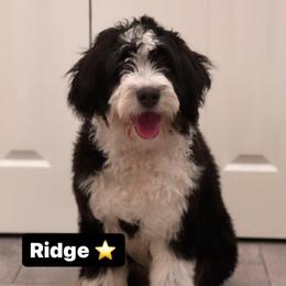 Ridge - Bernedoodle