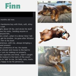 Miniature Australian Shepherd Puppies from Integrity Aussies Tx