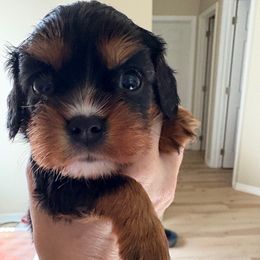 Bella - Black and tan female Cavalier King Charles Spaniel puppy in Melbourne, Florida from Majestic Cavaliers of Melbourne FL