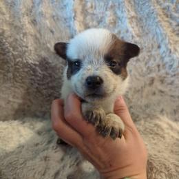 Honey - Red speckled female Australian Cattle Dog puppy in Mena, Arkansas from Red Desert Australian Cattle Dogs