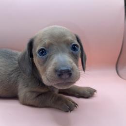 Ashen - Fawn (isabella) and tan male Dachshund puppy in Barstow, California from Kindle & Burrow Dachshunds