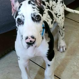 Great Danes from BLK's Great Danes