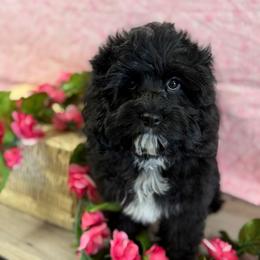 Leia light pink girl - Black female Cockapoo puppy in Haines City, Florida from Camic Cockapoos