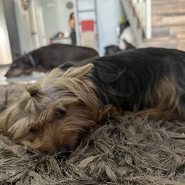 Yorkshire Terrier All Grown Up from Lone Star Puppies