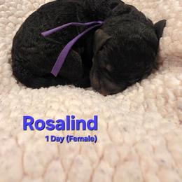 Rosalind - Black female Labradoodle puppy in Genoa City, Wisconsin from Sakura Pups