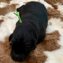 Green collar - Black tri male Miniature Australian Shepherd puppy in 32046, Florida from River Hill Ranch