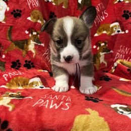 Bluey - Sable Pembroke Welsh Corgi puppy in Fallbrook, California from Le Rêve Corgis