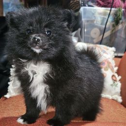 Hunnibunnies Black Magic - Black male Pomeranian puppy in Cleveland, Ohio from Hunnibunnies