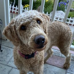 Pebbles - Goldendoodle