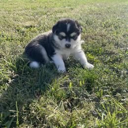 Alaskan Malamute Puppies from Fawn River Malamutes