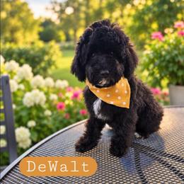 W a l t  (DeWalt) - male Cavapoochon puppy in Bullard, Texas from Cavapoochon Central LLC
