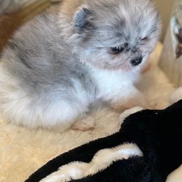 Pomeranian Puppies from Nikki’s lil Pomeranians