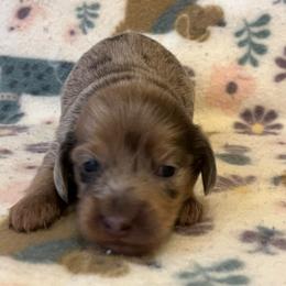 Camo - Dapple male Dachshund puppy in Norman, Oklahoma from Mother of Dachshunds