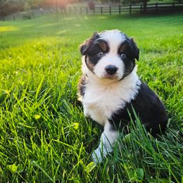 Australian Shepherd Puppies from Groveland's Haus of Aus