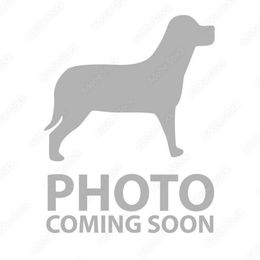 Cookie Crisp - Black and white male Beagle puppy in Rose Bud, Arkansas from Rajun Cajun Kennels