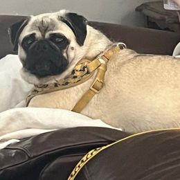 Marsha - Pug