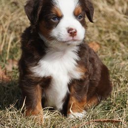 Red Tri 2 Blue Eyes - Red tri male Miniature Australian Shepherd puppy in Lawton, Oklahoma from Lindsey’s Aussies