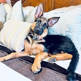 German Shepherd Puppies from 501 Shepherds