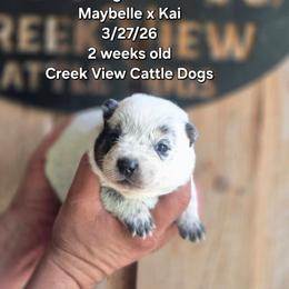 Girl 1 - Blue female Australian Cattle Dog puppy in Monroe, North Carolina from Creek View Cattle Dogs