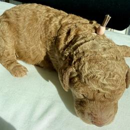 Goldendoodle Puppies from As You Wish Doodles