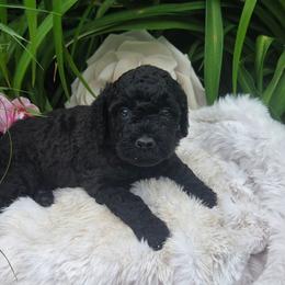 Cleopatra - Black female Labradoodle puppy in Clinton, Ohio from P&L Doodles