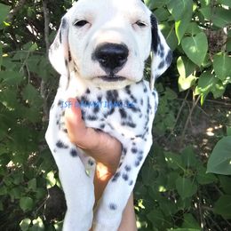 Nerds light blue - White and black male Dalmatian puppy in Conrath, Wisconsin from JSF Dalmatians LLC