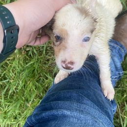Border Collie Puppies from TiptoeingBorderCollies