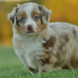 BonBon - Red merle female Miniature Australian Shepherd puppy in Hartman, Arkansas from Southern Edition Aussies