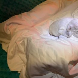 Miniature Schnauzer Puppies from S & S Miniature Schnauzer