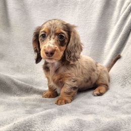 Jubilee - Dapple female Dachshund puppy in Trenton, Florida from Kings Dachshunds