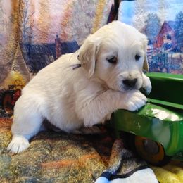 Golden Retrievers from Knotty Acres Farm