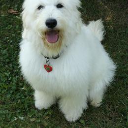 Bernedoodle, Goldendoodle, and Labradoodle Puppies from Apple Creek Doodles