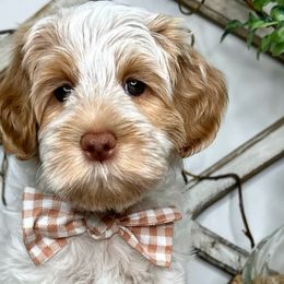 Boy 1 - Caramel male Australian Labradoodle puppy in Kentucky from Bluegrass Country Labradoodles