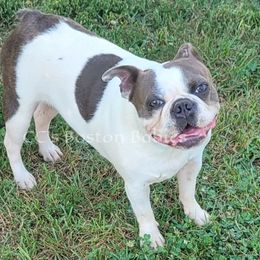 Izzy - Boston Terrier