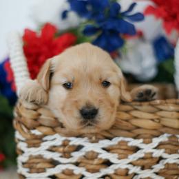 Ms White - Golden female Golden Retriever puppy in Las Vegas, Nevada from Geaux Dog