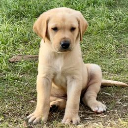 Labrador Retrievers from Rancho Deluxe Retrievers