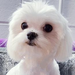 Titus - Maltese