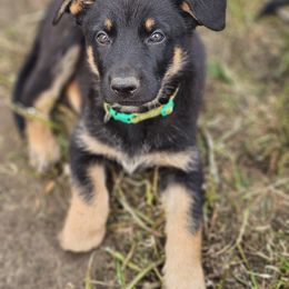 German Shepherd Puppies from Von Thomson Haus