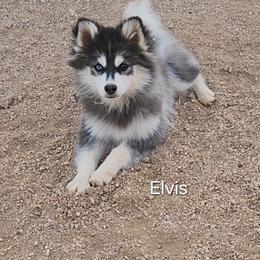 Elvis sweet sweet boy - Black and white male Pomsky puppy in Isanti, Minnesota from Magnum Pomskies