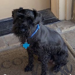 Tracie - Miniature Schnauzer