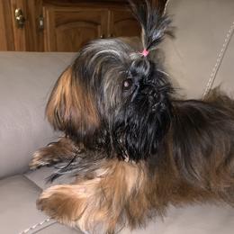 Scarlet - Shih Tzu
