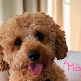 Maggie - Cavapoo