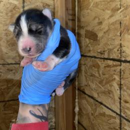 Boy 2 - Black and white male Siberian Husky puppy in Uhland, Texas from Siberian Huskies