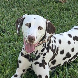 Darla - Dalmatian