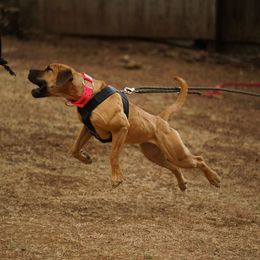 Boerboel All Grown Up from Romboel Farm Dogs
