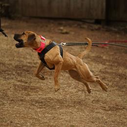 Boerboel All Grown Up from Romboel Farm Dogs