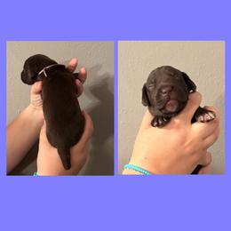 Narcissa (purple) - Liver female German Shorthaired Pointer puppy in Marshfield, Missouri from Suma Kennels