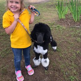 Poodle Puppies from Piney Woods Standard Poodles, LLC